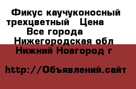 Фикус каучуконосный трехцветный › Цена ­ 500 - Все города  »    . Нижегородская обл.,Нижний Новгород г.